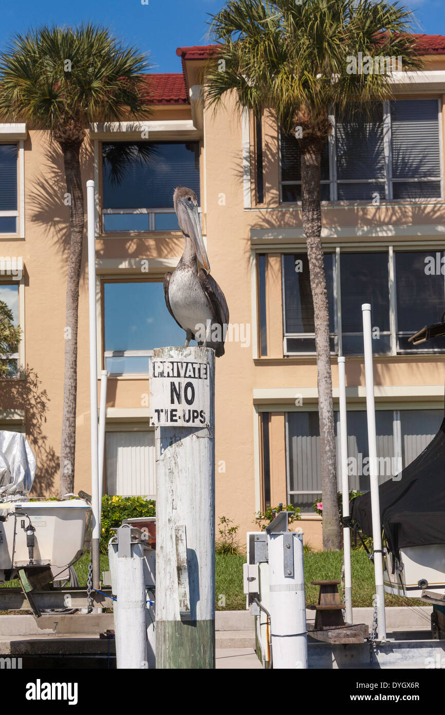 Large Pelican Perched Atop Marina Piling, Punta Gorda, FL, USA Stock Photo