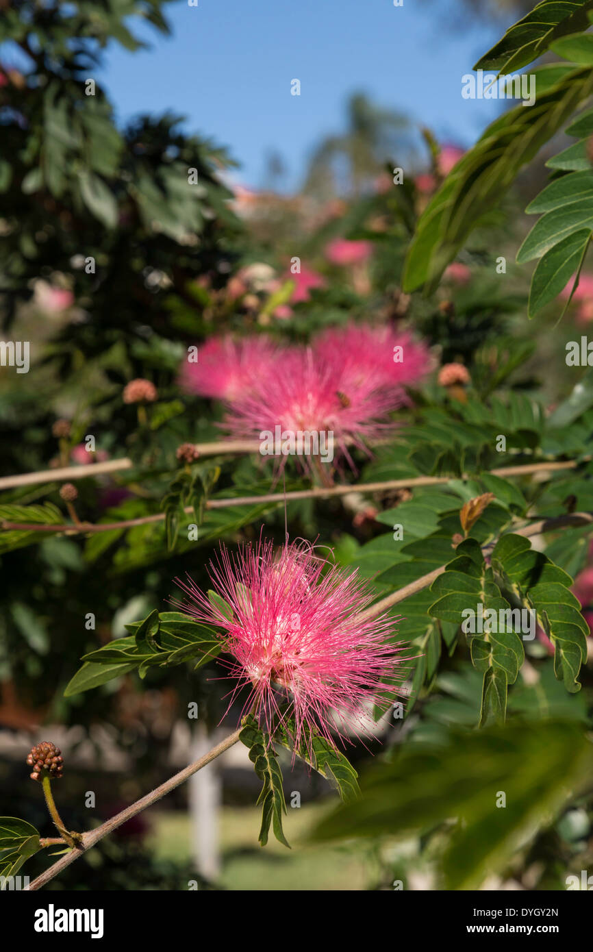 Blooming Formosa Tree in Florida, USA Stock Photo