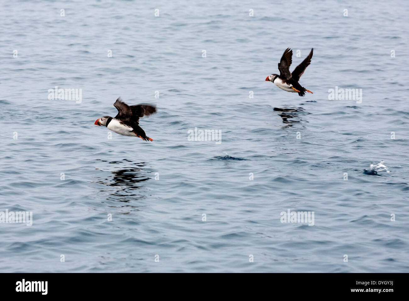 Atlantic Puffins (Fratercula arctica) off Butterman's Point, Annet, Isles of Scilly, Cornwall, England Stock Photo