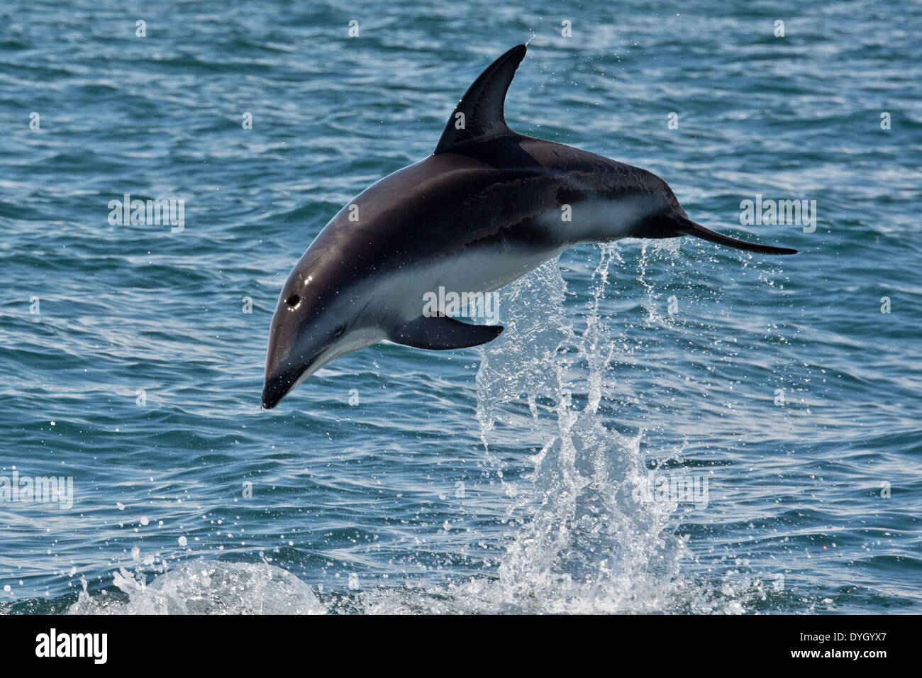 African Dusky dolphin (Lagenorhynchus obscurus obscurus). Jumping high in the air near Walvis Bay, Namibia. Stock Photo