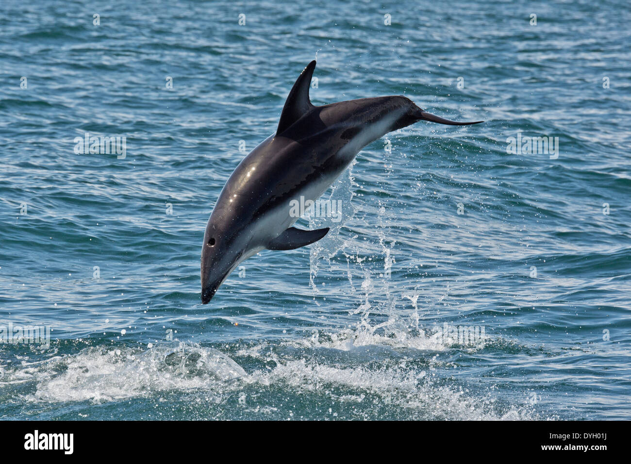 Dolphin Skeleton High Resolution Stock Photography And Images Alamy