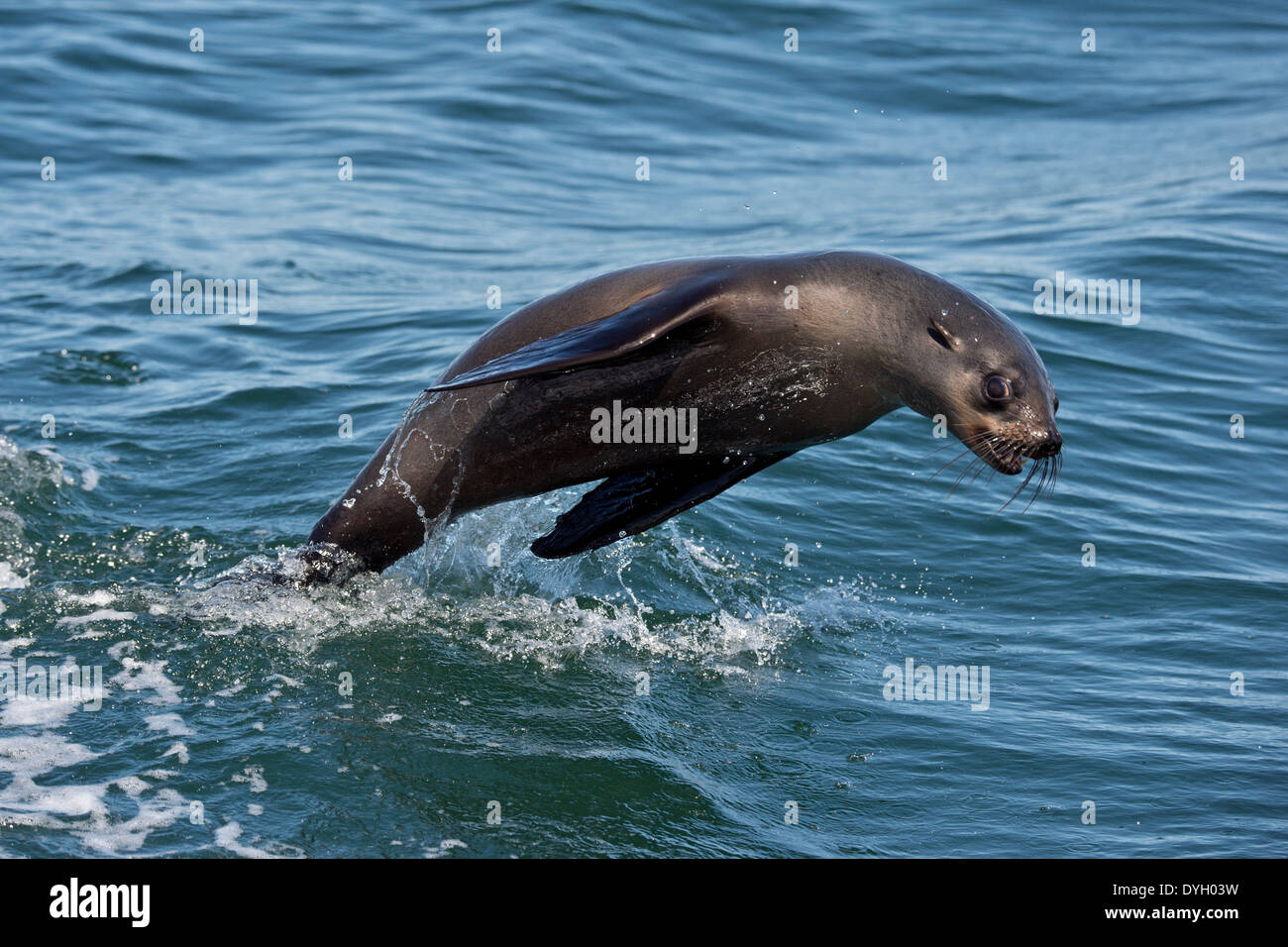 Cape fur seal (Arctocephalus pusillus), porpoising at Pelican Point, Walvis Bay, Namibia. Stock Photo