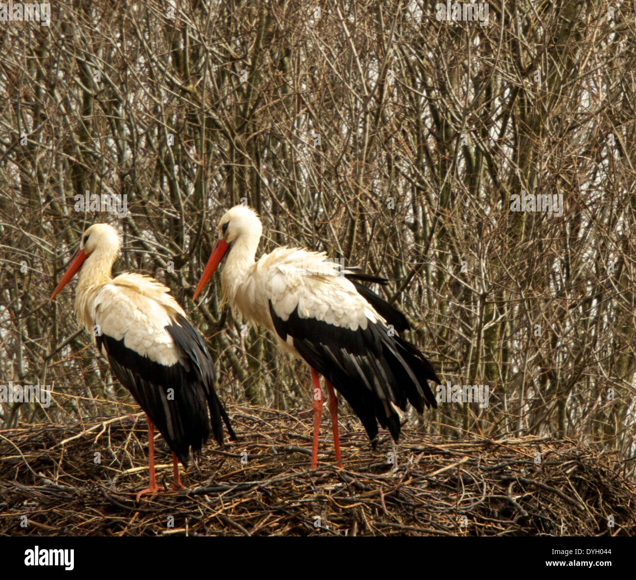 Long beaks hi-res stock photography and images - Alamy