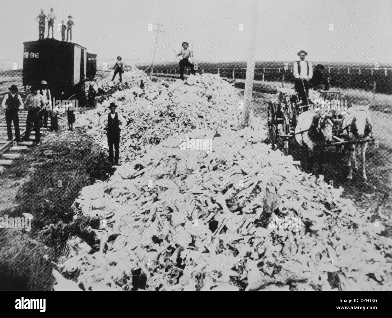 Group of People Standing Near large Pile of Buffalo Bones Along Stock Photo  - Alamy