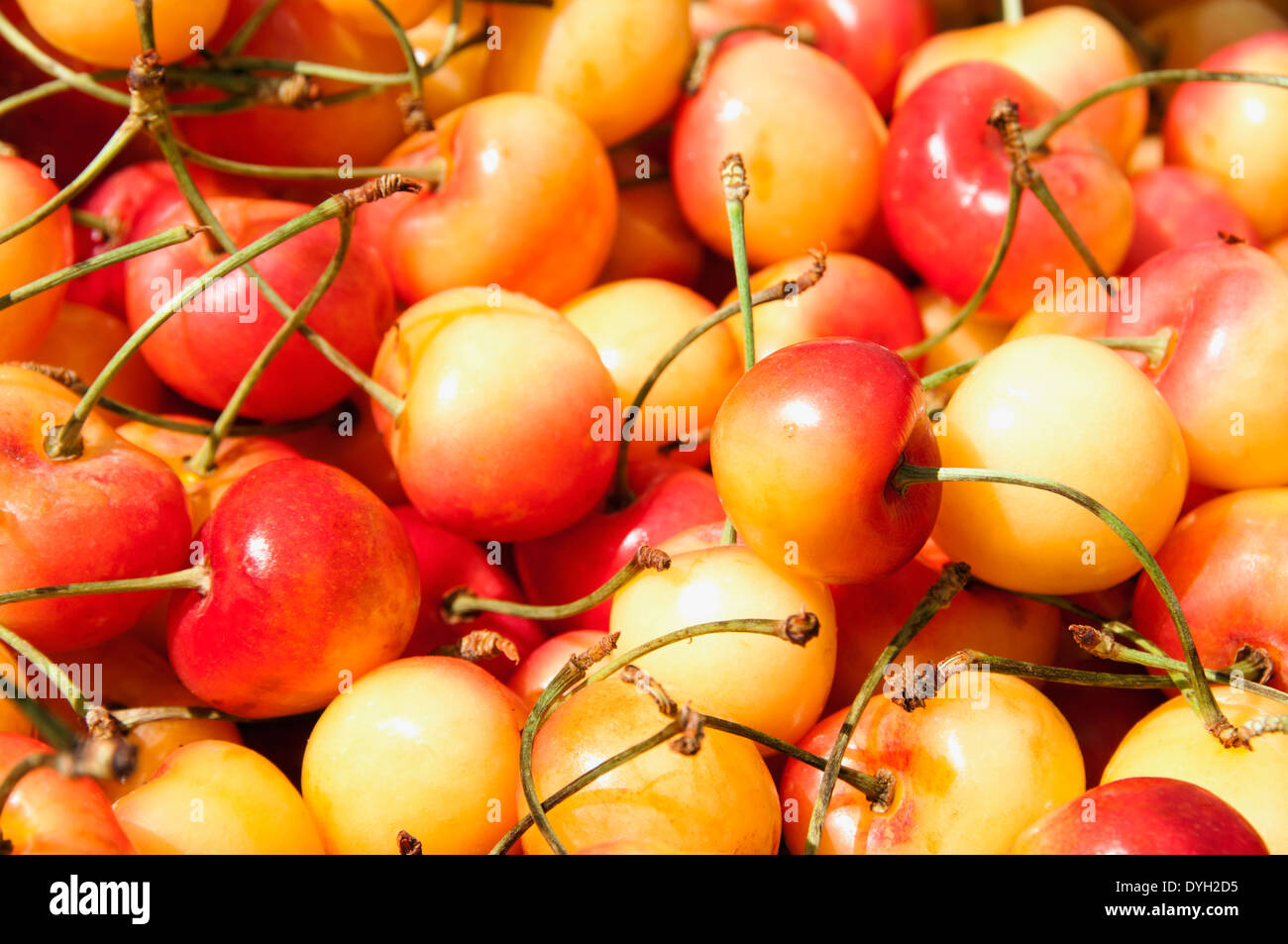 A pile of rainier cherries found at a farmers market. Stock Photo
