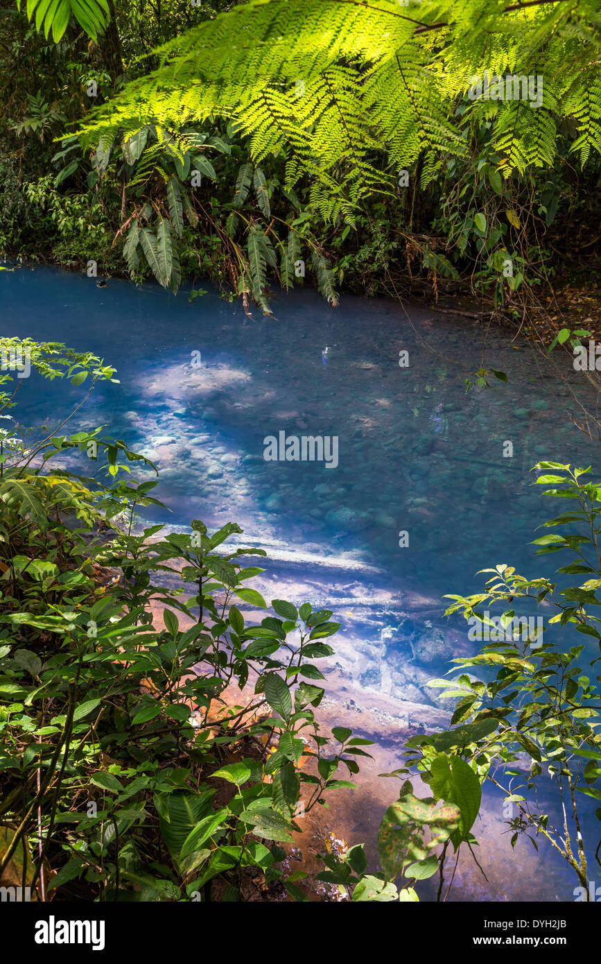 Signature turquoise blue water in the Rio Celeste, Tenorio Volcano National Park, Costa Rica. Stock Photo