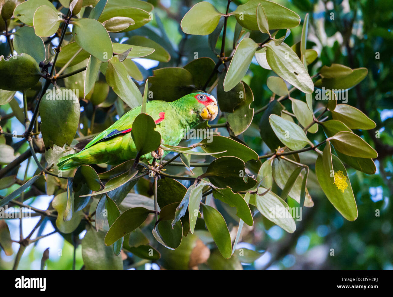 A White-fronted Parrot (Amazona albifrons) on a tree. Monteverde, Costa Rica. Stock Photo