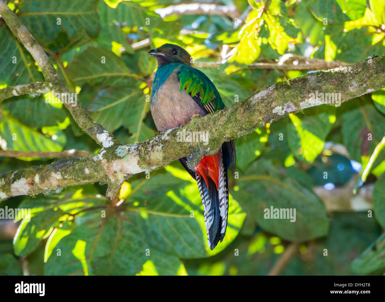 A female Resplendent Quetzal on a wild avocado tree. Monteverde, Costa Rica. Stock Photo