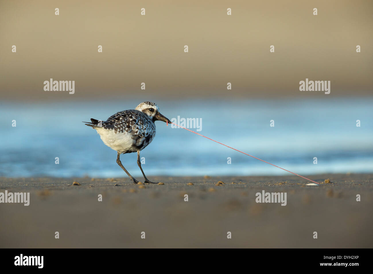 Black-bellied Plover pulling a worm out of the sand on the beach in Sandy Hook, New Jersey Stock Photo