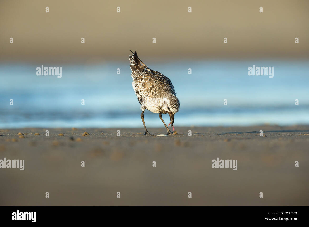 Black-bellied Plover pulling a worm out of the sand on the beach in Sandy Hook, New Jersey Stock Photo