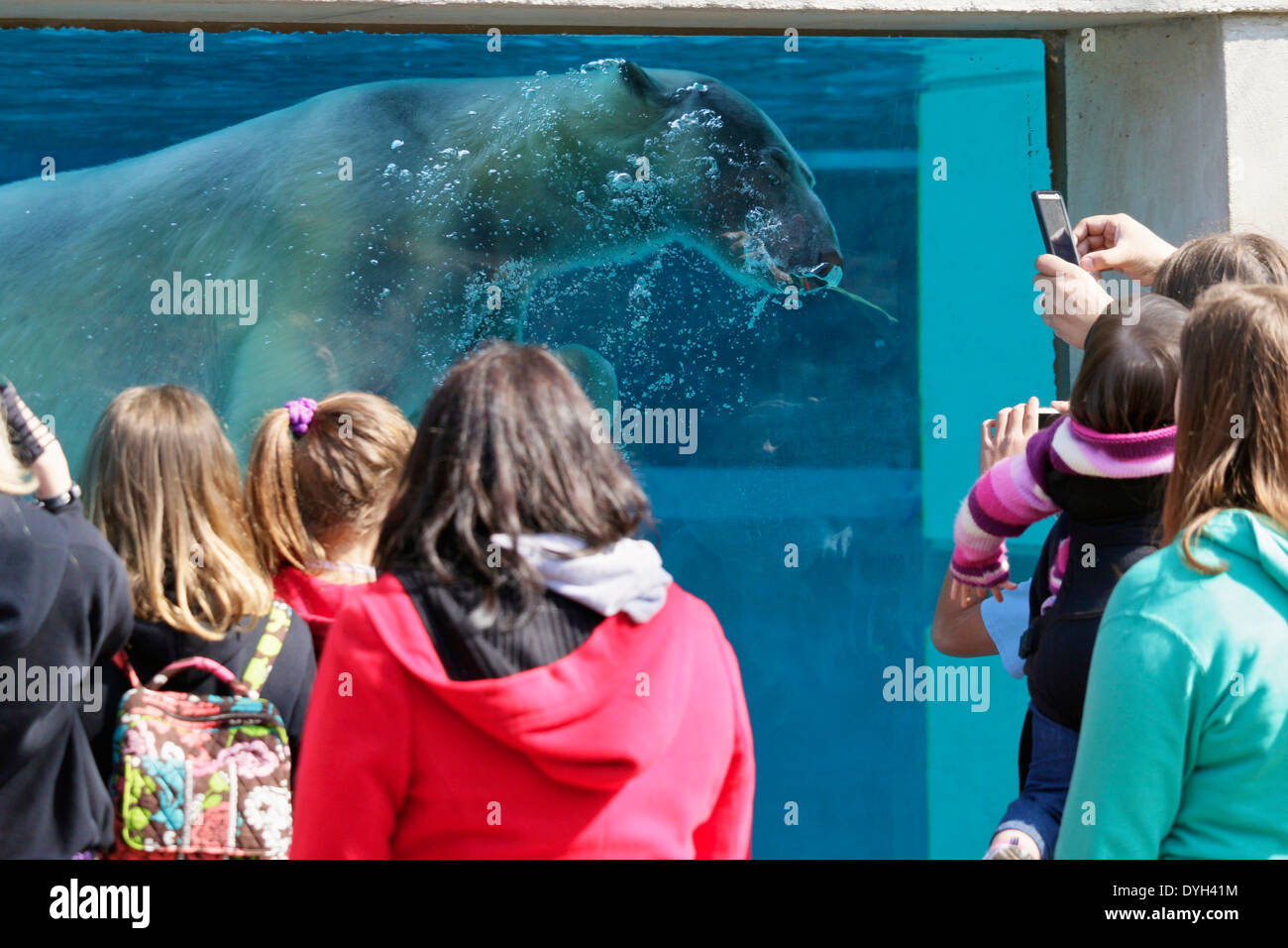 Underwater viewing window, polar bear and zoo visitors. Lincoln Park Zoo, Chicago Stock Photo