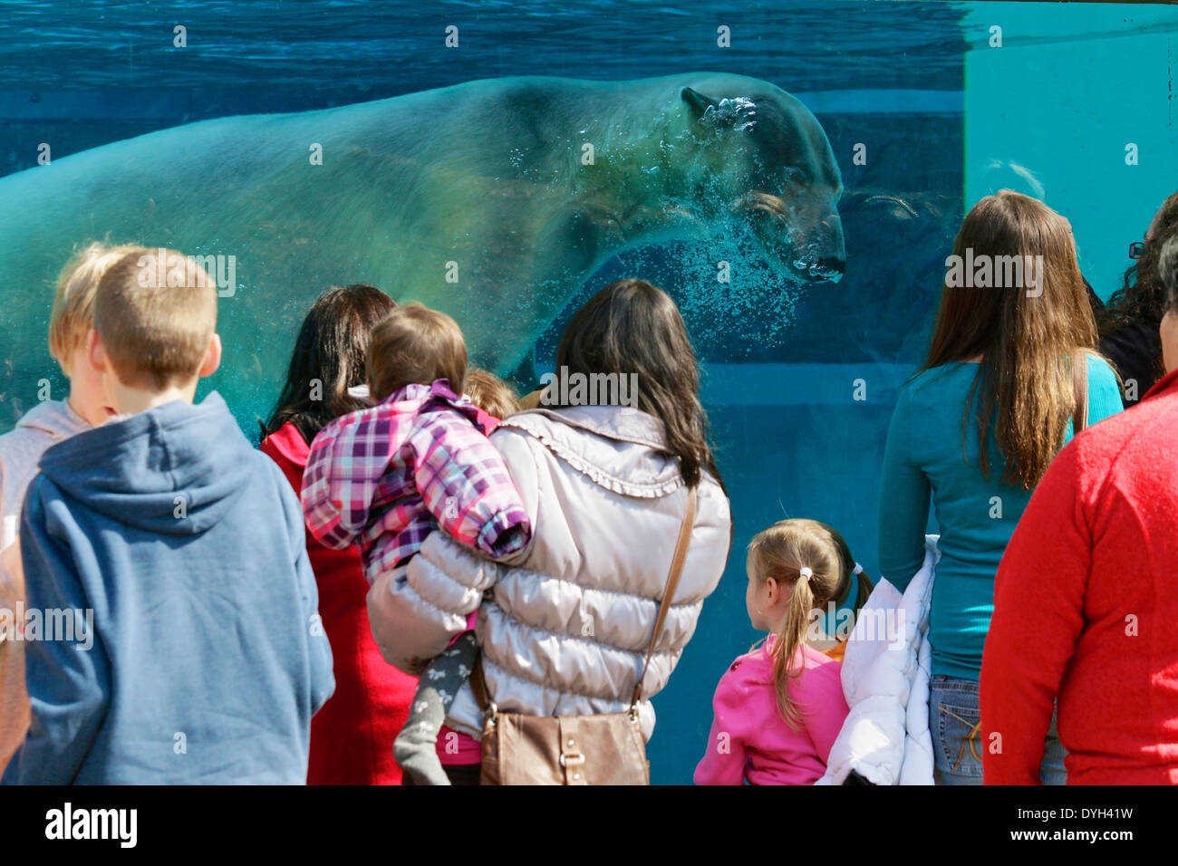 Underwater viewing window, polar bear and zoo visitors. Lincoln Park Zoo, Chicago Stock Photo