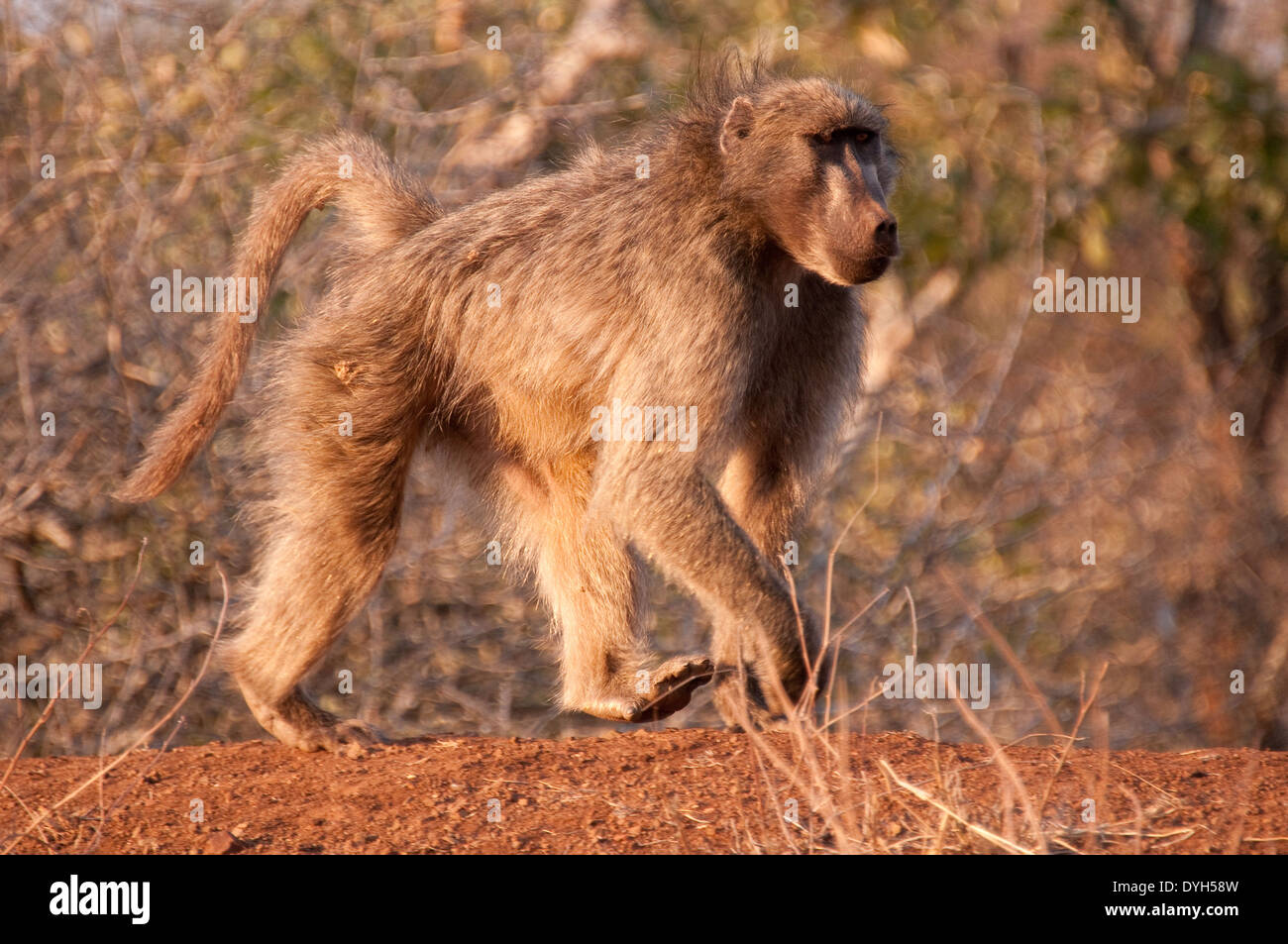 Chacma Baboon (Papio ursinus) outside Lower Sabie Camp, Kruger National Park, South Africa Stock Photo