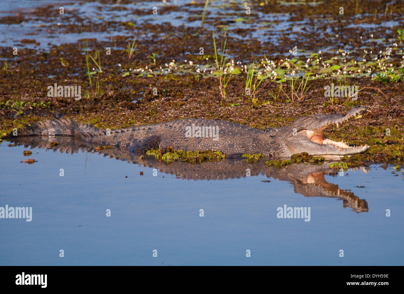 Crocodile on the South Alligator River, Kakadu National Park, Australia ...