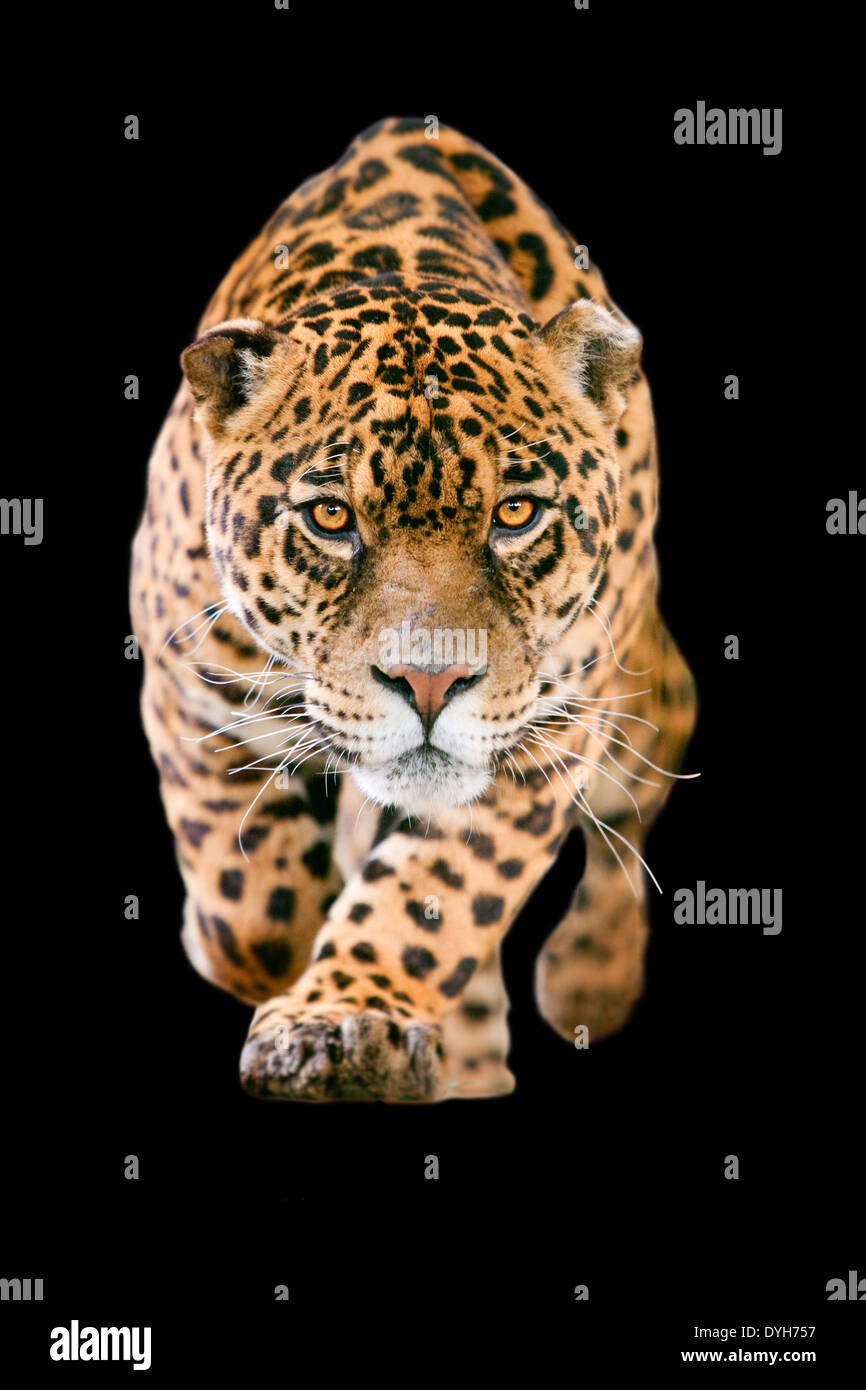 Isolated On Black Deadly Jaguar Wild Beast Run Toward The Camera With His Ferocious Look Pointing The Photographer Stock Photo