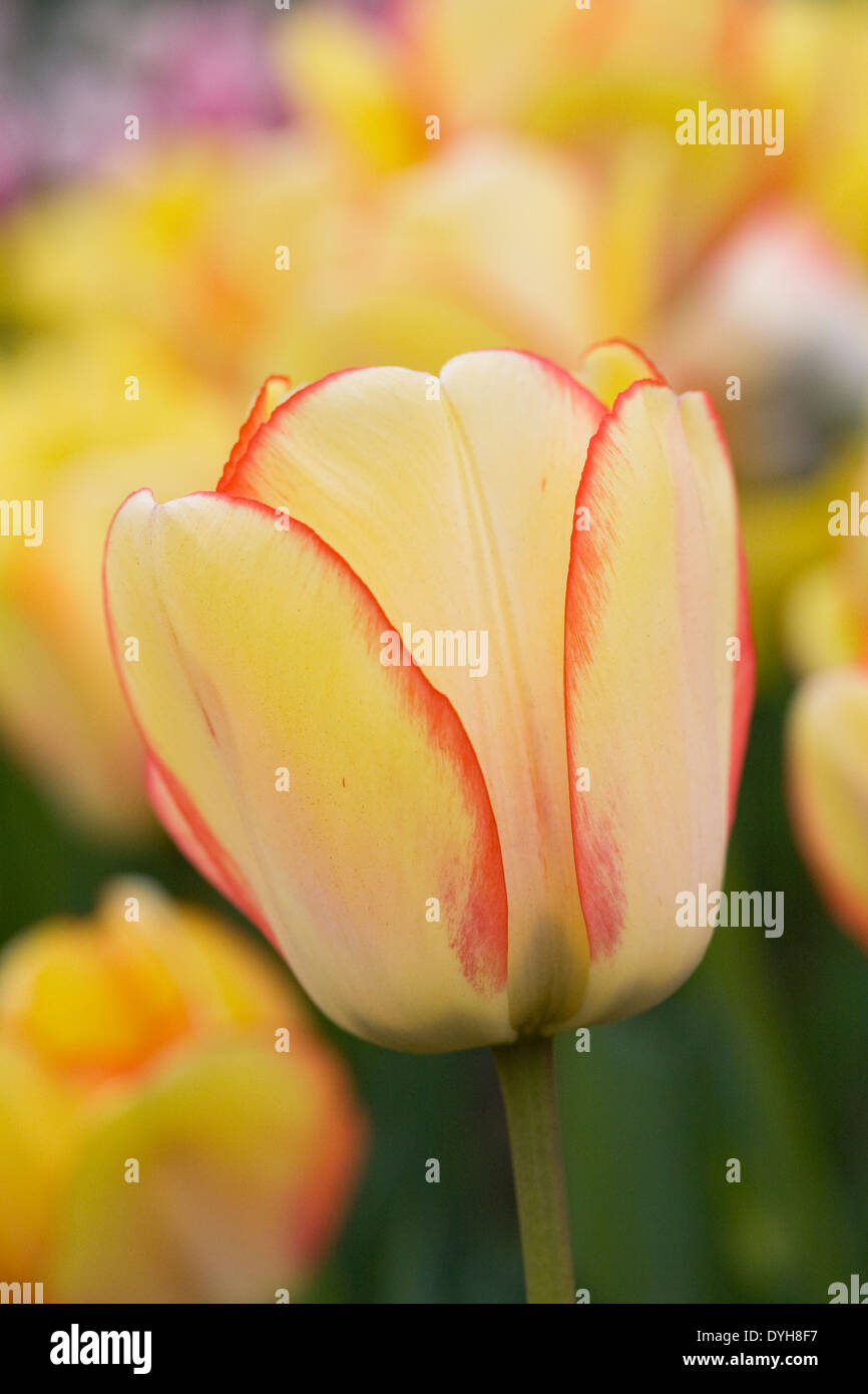 Tulipa 'Beauty of Spring' in the garden. Stock Photo