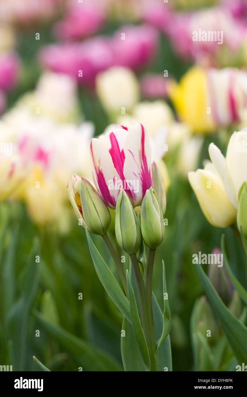 Tulipa 'Club Mix' in the garden. Multi headed tulip. Stock Photo