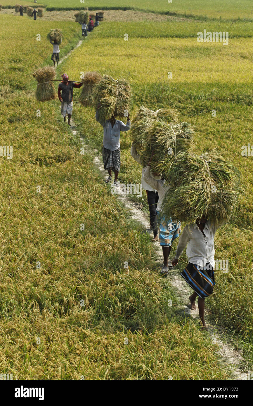 Bangladesh high yielding rice hi-res stock photography and images - Alamy
