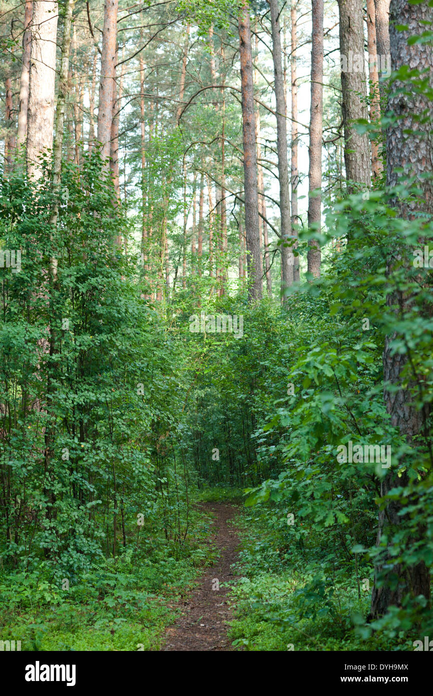 A path into a deep, European pine forest. Stock Photo