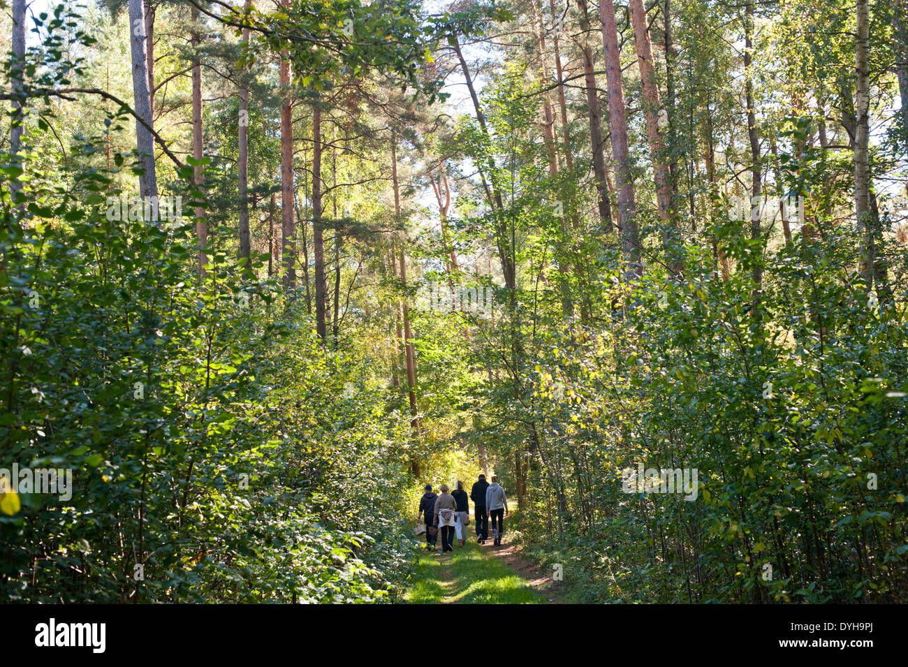 A group of people walking in a forest in Eastern Europe, collecting wild mushrooms during Spring / Summer. Stock Photo