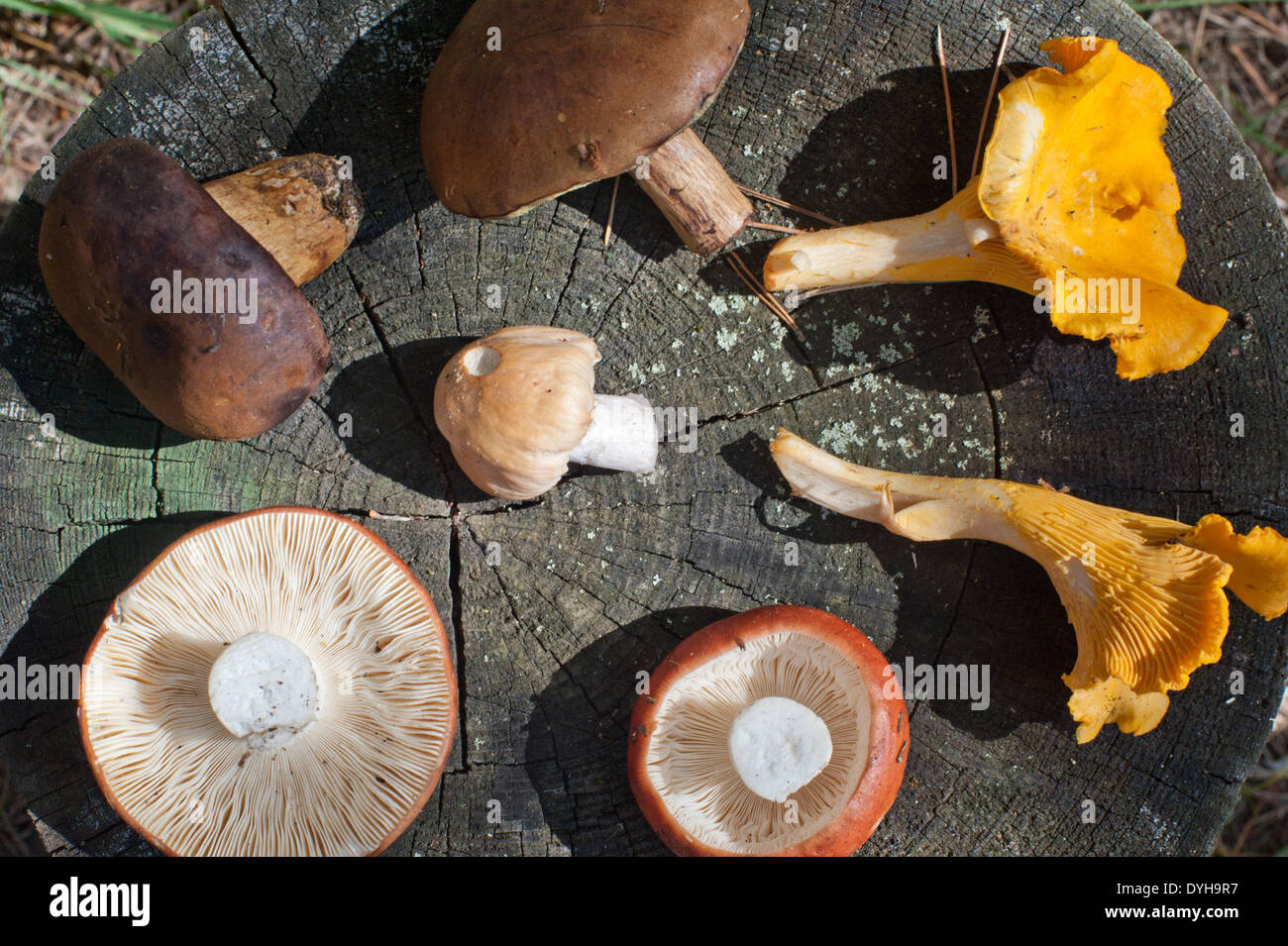 A selection of freshly picked forest mushrooms on a tree stump. Stock Photo