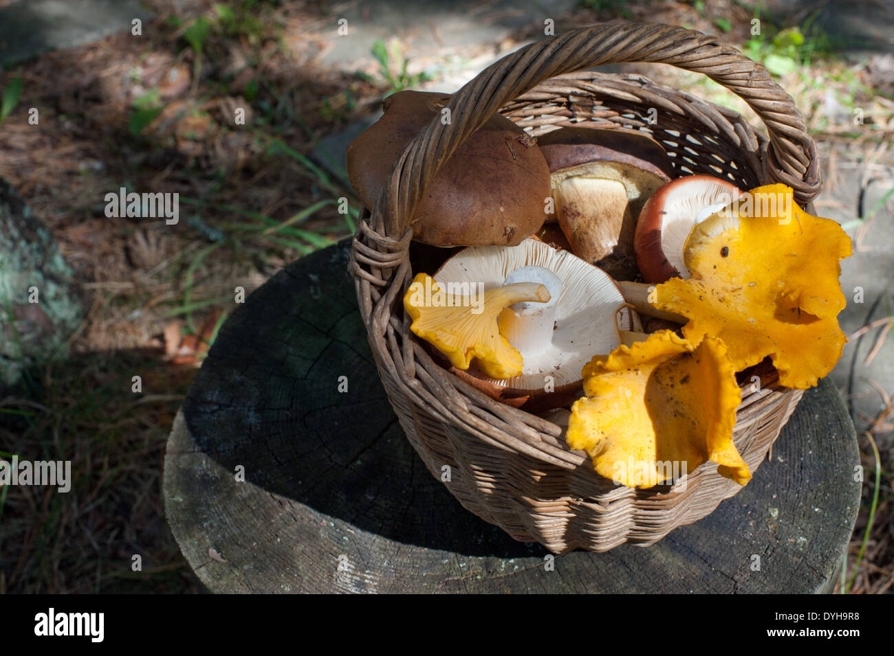 A selection of freshly picked forest mushrooms in a wicker basket. Stock Photo