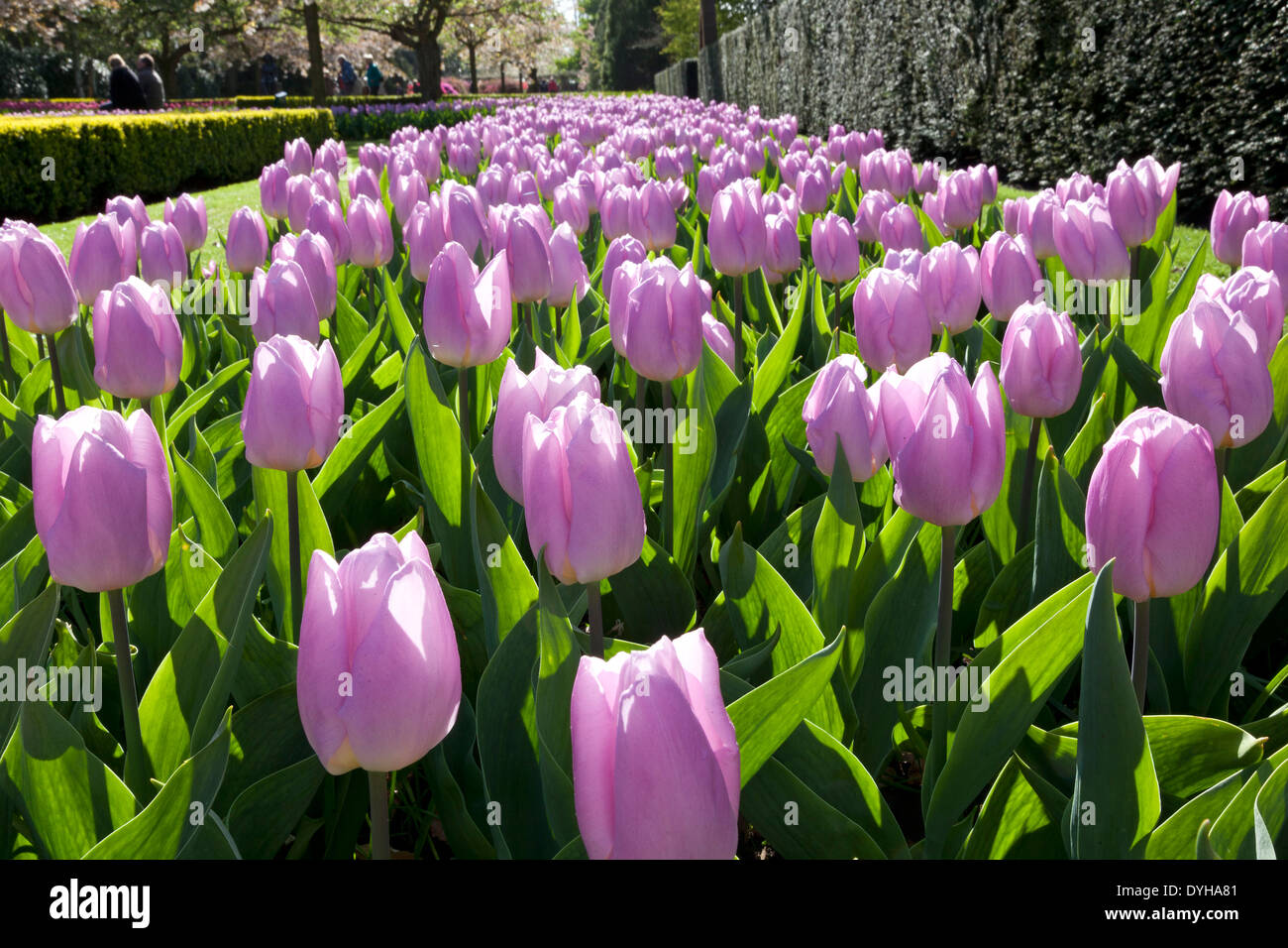Pink tulips the Keukenhof in Lisse, Holland Stock Photo - Alamy