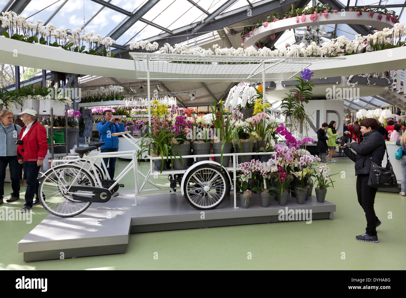 Orchids in the prinses Beatrixhall at the Keukenhof in Lisse, Holland Stock Photo