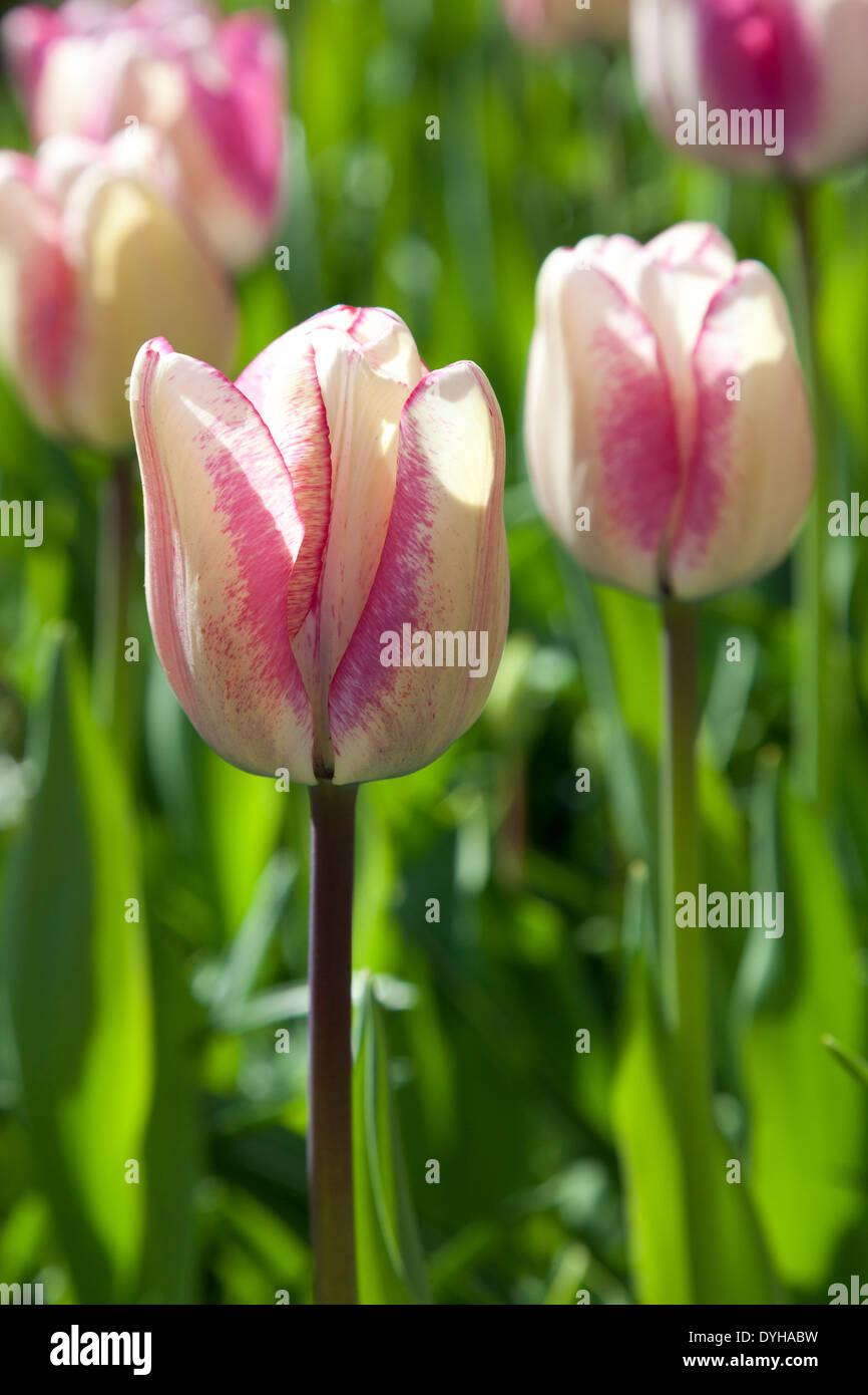 Pink tulips the Keukenhof in Lisse, Holland Stock Photo - Alamy