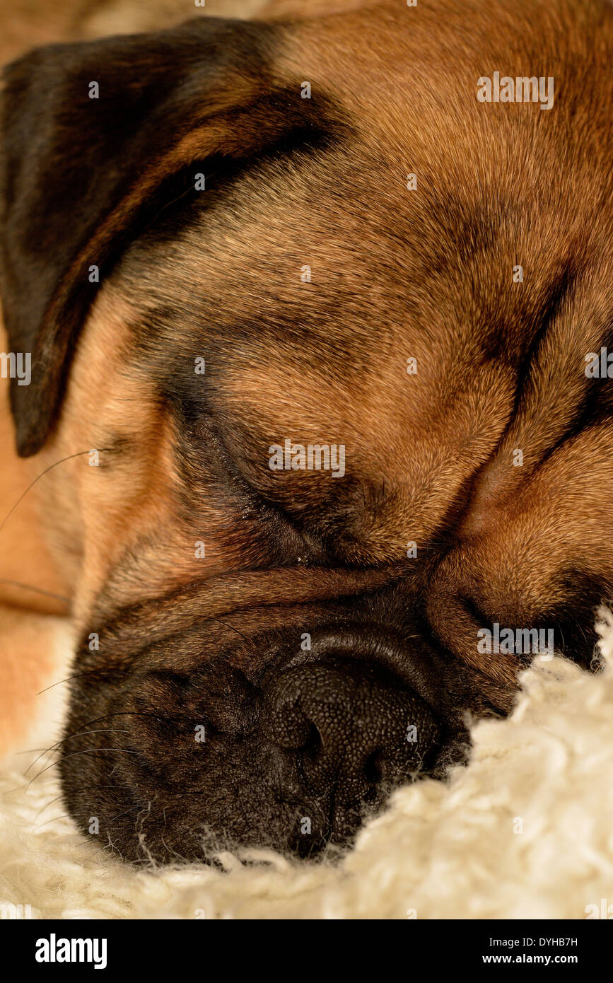 A Pug dog Stock Photo
