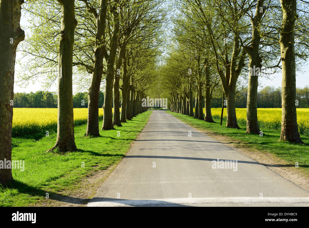 A French tree line avenue Stock Photo Alamy
