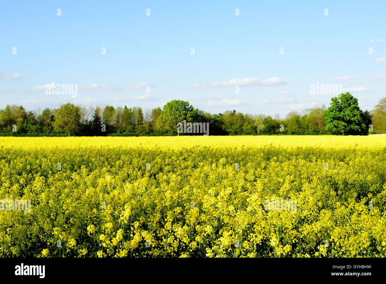 Fields of yellow crops to make oilseed oil Stock Photo