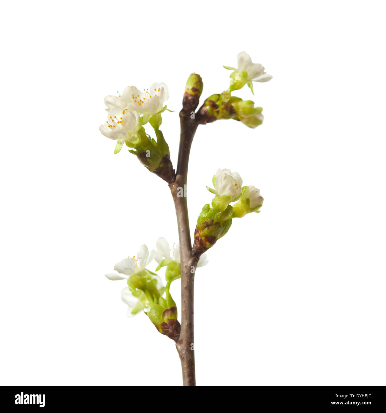 spring flowering branch isolated on white Stock Photo - Alamy