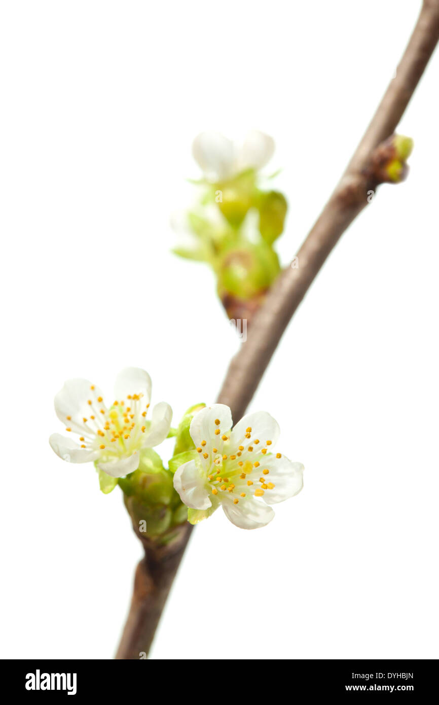 spring flowering branch isolated on white Stock Photo - Alamy