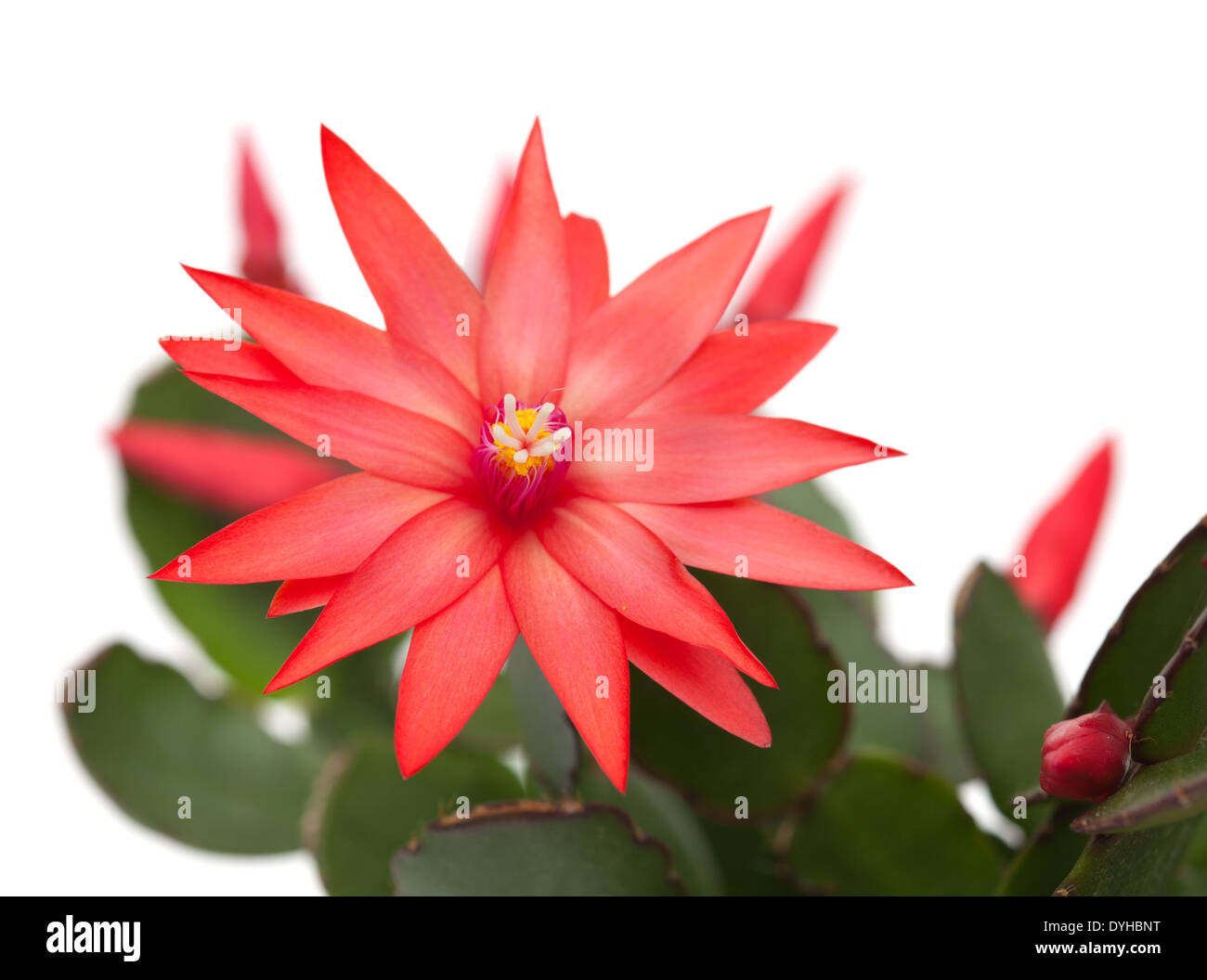 light red christmas cactus isolated on white Stock Photo