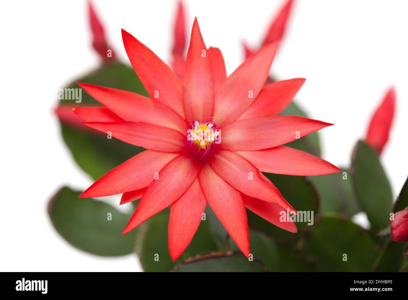 light red christmas cactus isolated on white Stock Photo