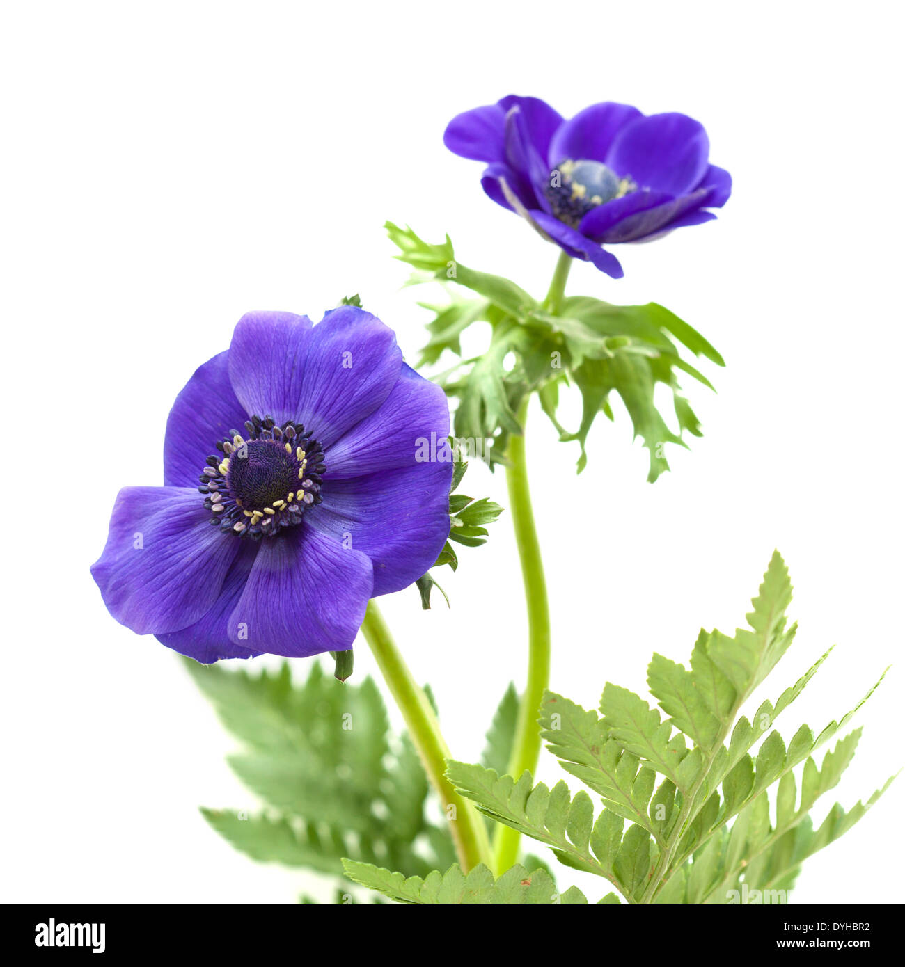 dark blue anemone flower isolated on white Stock Photo Alamy