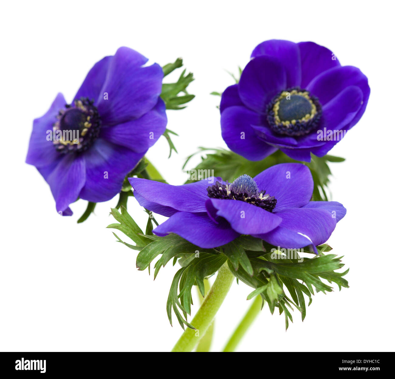 Blue anemone flower hires stock photography and images Alamy