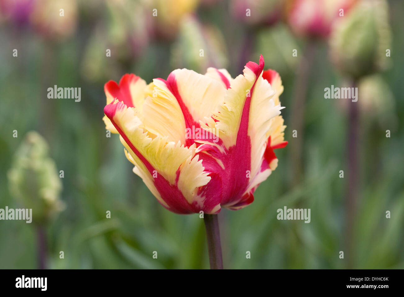 Tulipa 'Flaming Parrot' in the garden. Stock Photo