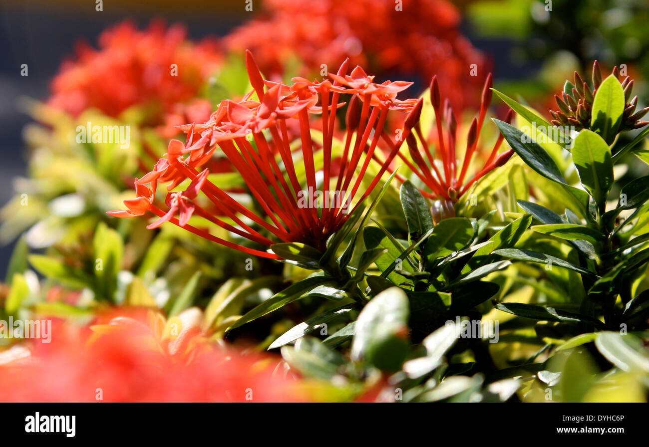 Red flowers seen in Acapulco, Mexico Stock Photo - Alamy