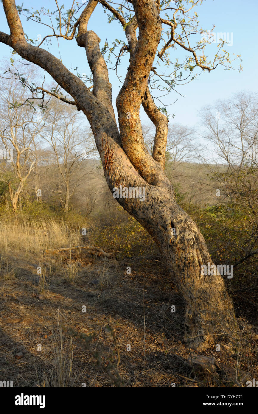 Scratch marks from a Bengal Tiger (Panthera tigris tigris) on a tree. Stock Photo