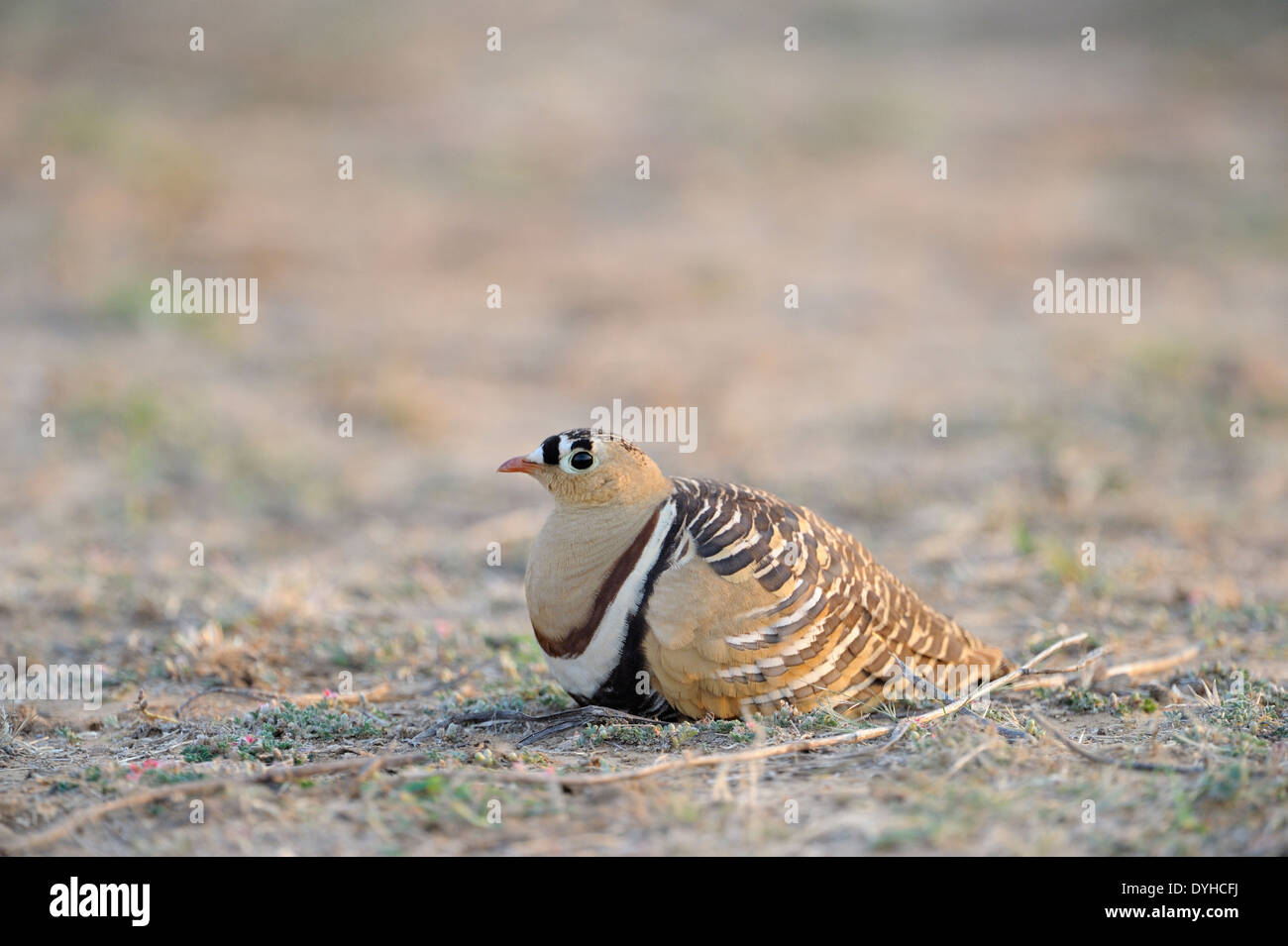 Painted sandgrouse (Pteclores indicus) lying on ground. Stock Photo