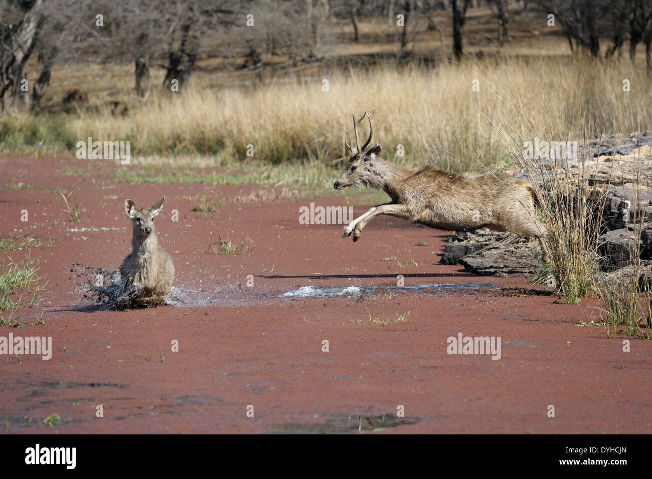 Sambar deer (Rusa unicolor) jumping in water. Stock Photo