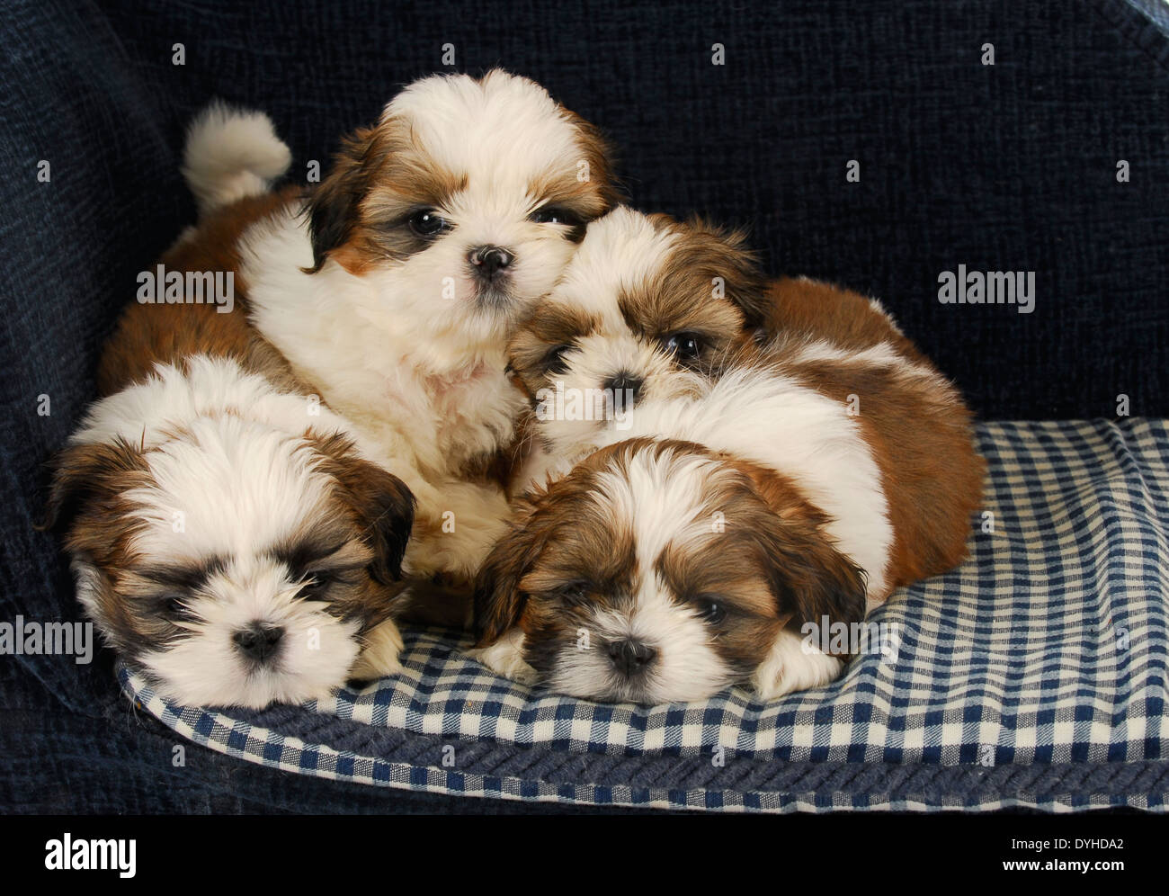 Shih Tzu Puppies Stock Photos Shih Tzu Puppies Stock Images Alamy