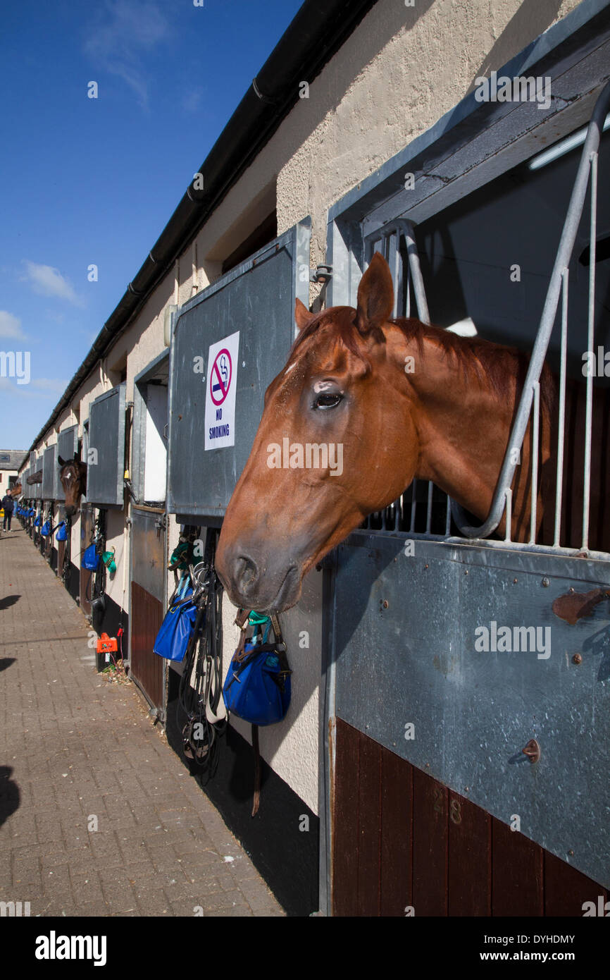 Racing stables uk hi-res stock photography and images - Alamy