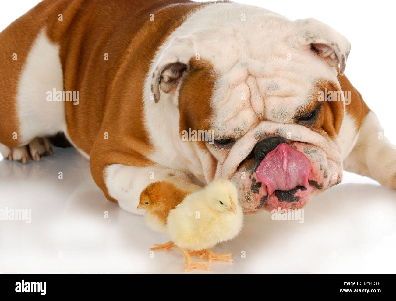 Are Apples Good For English Bulldogs