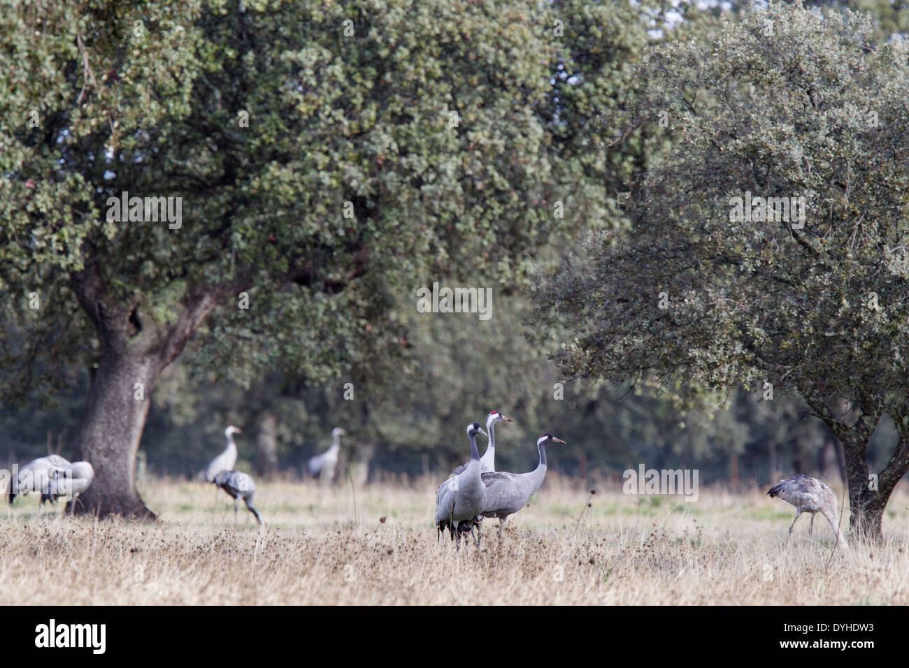 Common Crane, Eurasian Crane, Grus grus, Kranich, Extremadura, Spain, families feeding in dehesas with oak trees Stock Photo