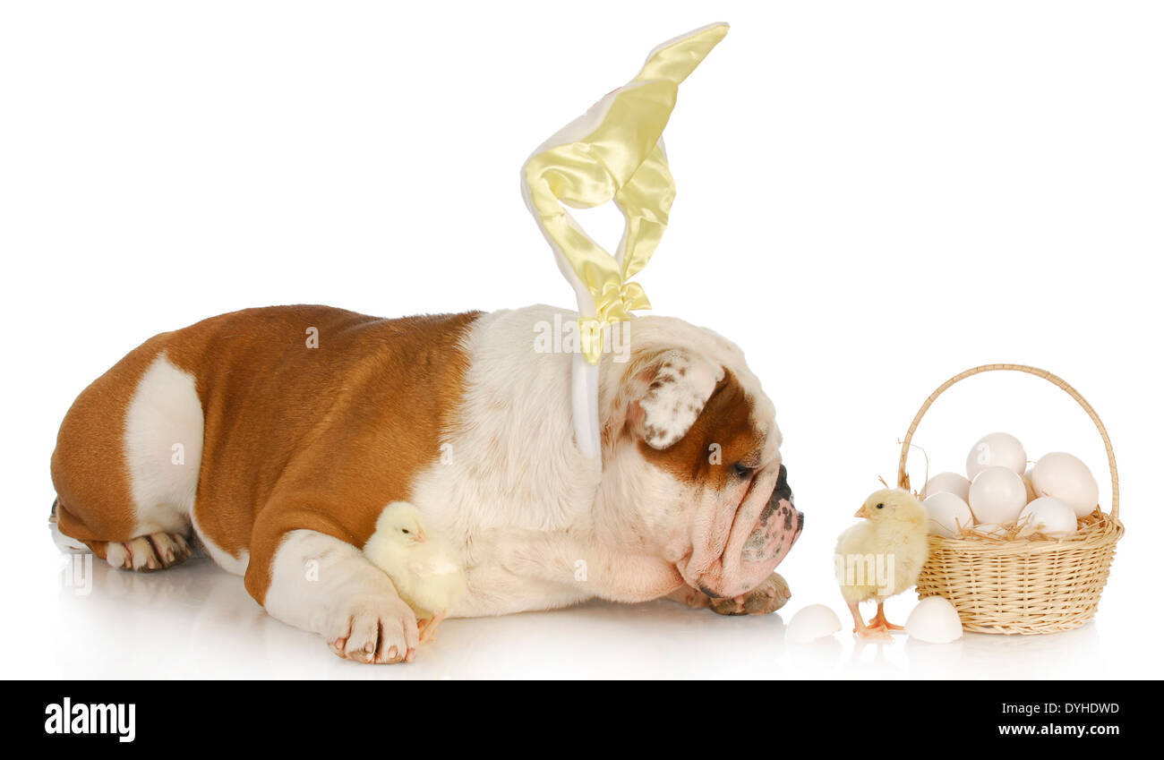 bulldog easter basket