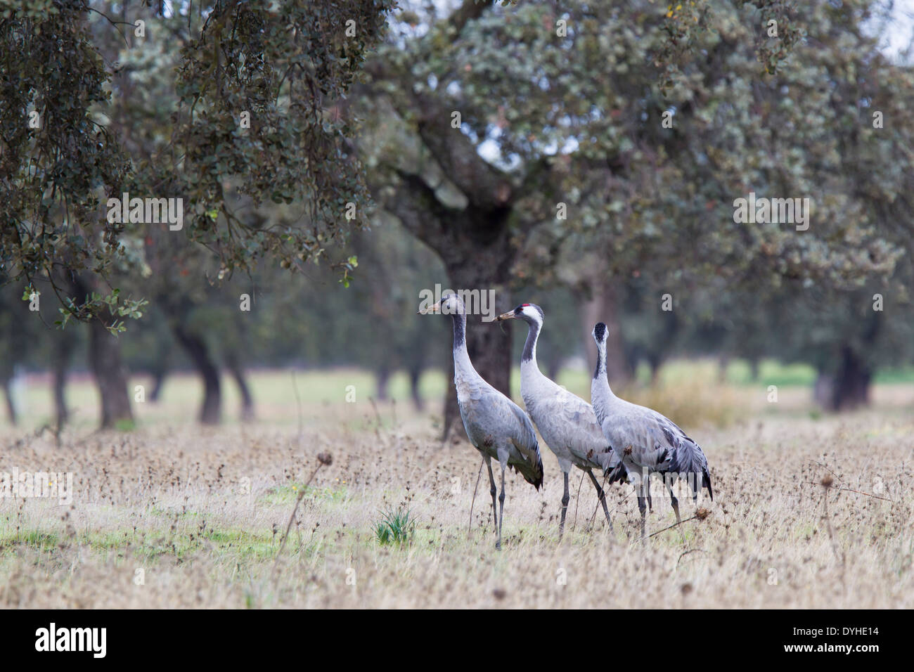 Common Crane, Eurasian Crane, Grus grus, Kranich, Extremadura, Spain, family with chick standing in dehesa with oak trees Stock Photo
