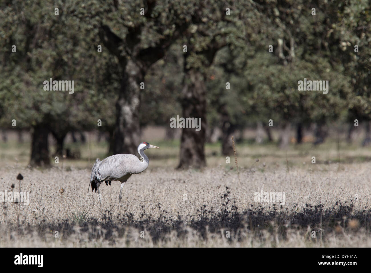 Common Crane, Eurasian Crane, Grus grus, Kranich, Extremadura, Spain, adult crane in dehesa with oak trees Stock Photo